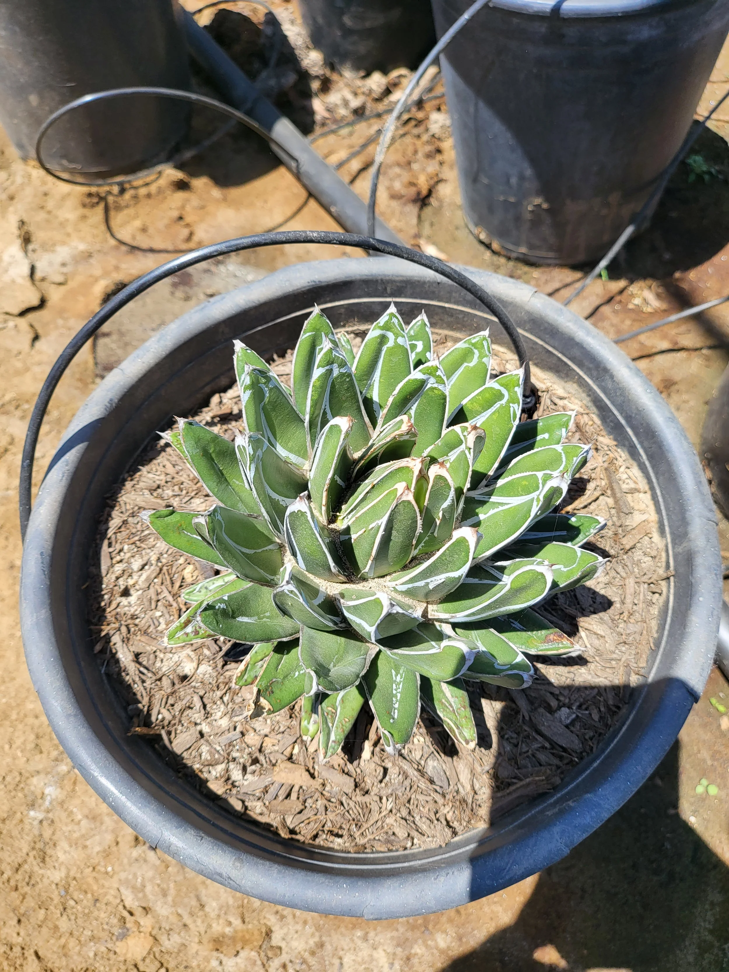 Agave Victoriae-Reginae (Queen Victoria) — GDNC Nursery